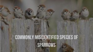 Read more about the article Commonly misidentified species of sparrows