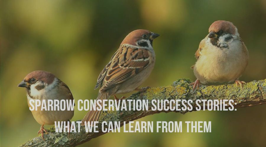 Sparrow Conservation Success Stories: What we can learn from them ...